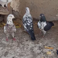 کبوتر غریبگیری