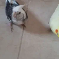 یک جفت عروس هلندی مولد|پرنده|خورموج, |دیوار