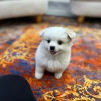 سگ پامر ماده ۳ ماهه|سگ|لاهیجان, امیرشهید|دیوار