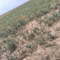 فروش ۴حبه زمین کشاورزی|فروش دفتر صنعتی، کشاورزی، تجاری|نگار, |دیوار