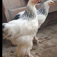 جوجه برهما 4ماهه اصل