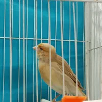 قناری سوپر گلستر