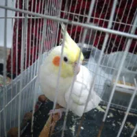 دو عددعروس هلندی ماده