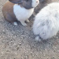 حاج خرگوش|موش و خرگوش|فیروزآباد (فارس), |دیوار