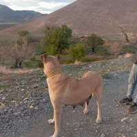 ماده درشت