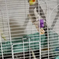 تعدادی پرنده برای فروش|پرنده|رشت, کوی امام رضا|دیوار