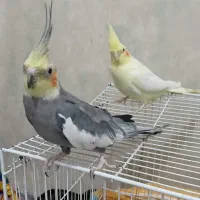 عروس هلندی|پرنده|مشهد, گلشور|دیوار