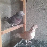 نرو ماده های ضمانتی فقط۱بار خرید کن|پرنده|کاشان, آیت الله سعیدی|دیوار