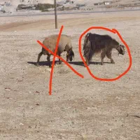 تعدادی میمه ورک بز بزغاله دزدی شدن|حیوانات|ایلام, |دیوار