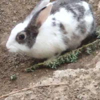 خرگوش