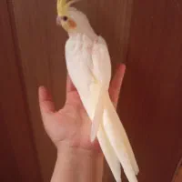 عروس هلندی دستی|پرنده|صدرا-فارس, فاز ۱|دیوار