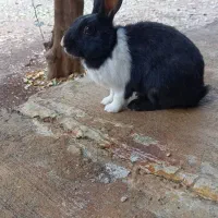 خرگوش زیبا و سالم