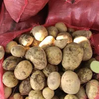 سیب زمینی سوپر بار