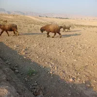 ۴ راس شیشک ترکی بره اول تخمی وبز|حیوانات مزرعه|شوشتر, |دیوار