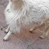 کهره بزغاله نر|حیوانات مزرعه|بندرعباس, |دیوار