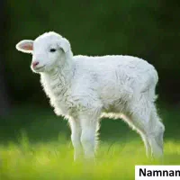 بره گم شده در مسیر روستای پاکل گراب