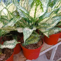 گلهای طبیعی|گل و گیاه طبیعی|گلپایگان, |دیوار