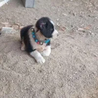 توله سگ قدر جونی