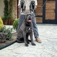 کنکورسو بلو و بلوتن و مشکی کیفیت بالا بازدید حضوری