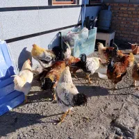 خروس 1ساله|حیوانات مزرعه|دشتک, |دیوار