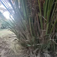 استا جونگ کن هستم