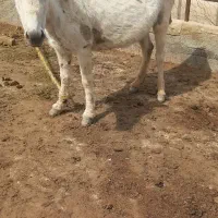 خر ماده جوان