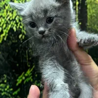 گربه اسکاتیش بریتیش|گربه|قم, بلوار امین و ساحلی|دیوار