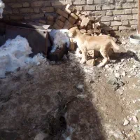 ماده سگ|سگ|فاروج, |دیوار