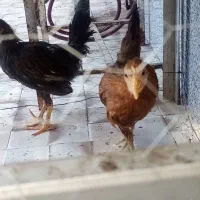 جوجه مرغ نیمچه واکس زده