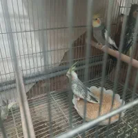 جفت عروس با جوجه|پرنده|اردکان, |دیوار