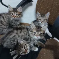 واگذاری گربه