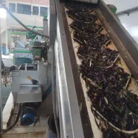 روغن زیتون|خوردنی و آشامیدنی|رودبار, |دیوار