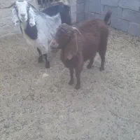 ۸راس بره جمی