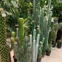 درخت مگنولیا و انواع درختان|گل مصنوعی|ری, دولت‌آباد|دیوار