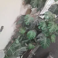 درخت چه فروشی فوری