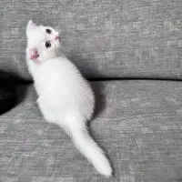 گربه