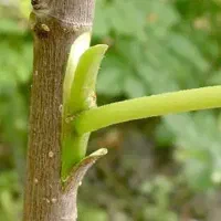 پیوندوهرس انواع درختان