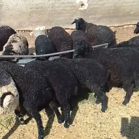 بره ماده