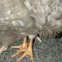 تخم نطفه دارمرغ گلین بدون پرغلط|حیوانات مزرعه|قائم‌شهر, |دیوار