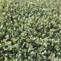 نهالستان پسته