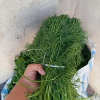 فروش انواع سبزیجات|خوردنی و آشامیدنی|جونقان, |دیوار