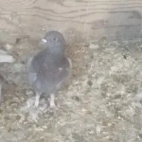 ۳ کفتر پلاکی|پرنده|خرم بید, |دیوار