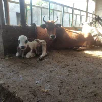 گاو با گوساله نر|حیوانات مزرعه|نکا, |دیوار