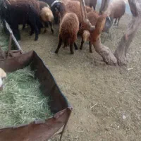 بره ریز سی کیلو چهل کیلو