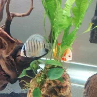 دیسکس|ماهی|فردیس, شهرک شهید حسینی|دیوار