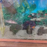 فروش آکواریوم بزرگ|ماهی|شهرکرد, |دیوار