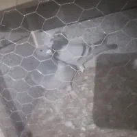 قفس با کبوتر|حیوانات|خمینی‌شهر, |دیوار