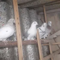 پرنده کبوتر|پرنده|ری, شهید غیوری (ابن باویه)|دیوار