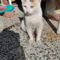 گربه بازیگوش