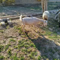 بز دورگ|حیوانات مزرعه|مهریز, |دیوار